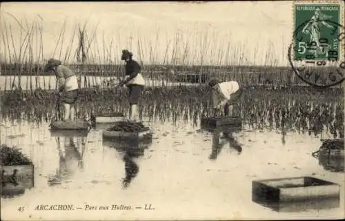 Ak Arcachon Gironde, Drei Männer in einem Austernpark, Wasserlandschaft, Kisten, Schilfrohr
