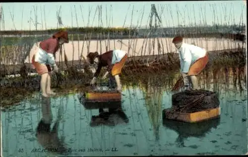 Ak Arcachon Gironde, Frau mit Korb, Austernzucht, Wasser, Schilfrohr, Unterwasser