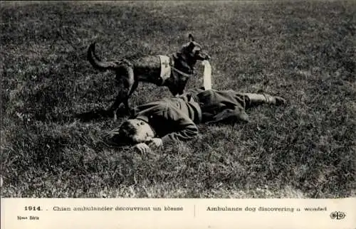CPA Guerre 1914, Chien ambulancier découvrant un blessé