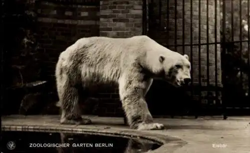Ak Berlin Tiergarten, Zoologischer Garten, Eisbär, historische Postkarte, Berlin