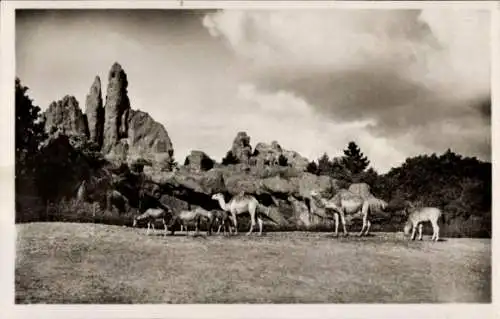 Ak Hamburg Stellingen, Carl Hagenbecks Tierpark, Afrikanische Steppe