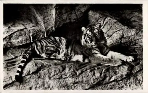Ak Hamburg Stellingen, Carl Hagenbecks Tierpark, Tiger