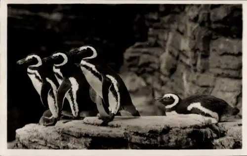 Ak Hamburg Eimsbüttel Stellingen, Tierpark Hagenbeck, Südpolar Panorama, Eselpinguine