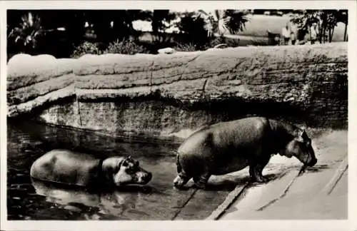 Ak Hamburg Stellingen, Carl Hagenbecks Tierpark, Nilpferde