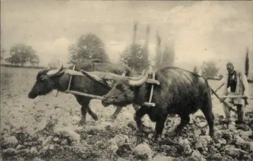 Ak Ackerpflug, Bauer, Zwei Ochsen, Arbeitstiere, Feld