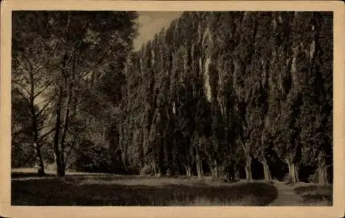 Ak Stadtfeld Ost Wilhelmstadt Magdeburg, Pappelallee beim Schützengarten