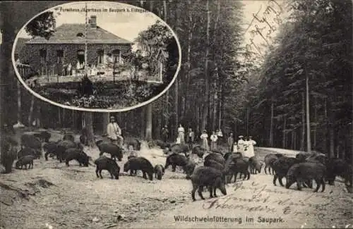 Ak Eldagsen Springe Deister, Forsthaus, Wildschweine