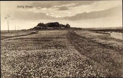 Ak Hallig Hooge in Nordfriesland, Landschaft mit Wiese, Blumen, stimmungsvollem Himmel, Gebäude i