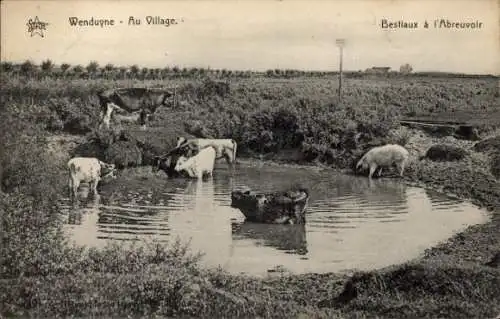Ak Wenduine Wenduyne De Haan Westflandern, Au Village, Bestiaux a l'Abreuvoir
