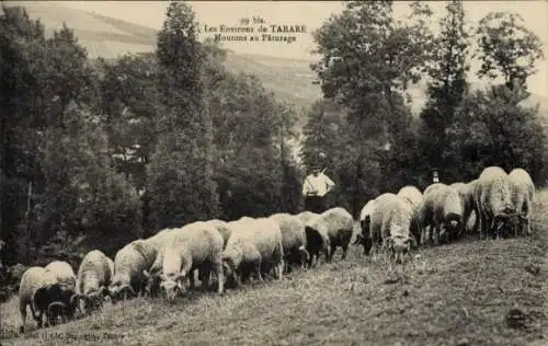 Ak Tarare Rhône, Schafe auf der Weide, Hirte
