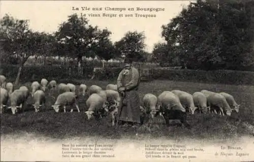 Ak La Vie aux Champs en Bourgogne, Hirte, Schafherde