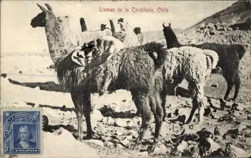 Ak Chile, Llamas de la Cordillera