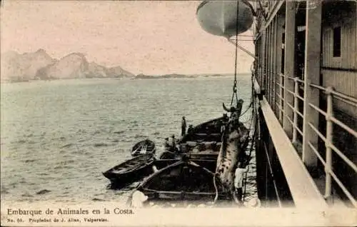 Ak Valparaíso Chile, Embarque de Animales en la Costa