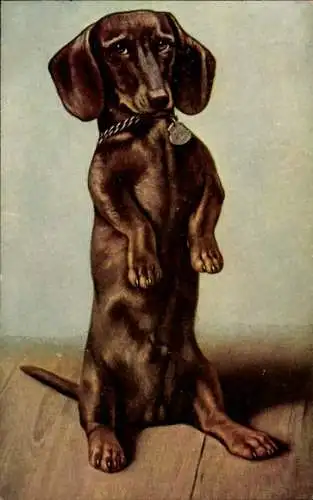Ak Dackel, Tierportrait