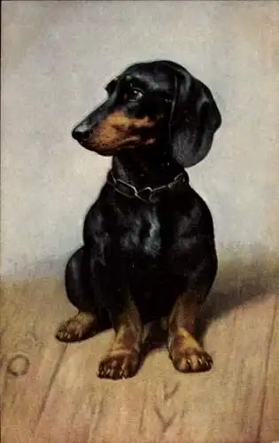 Ak Dackel, Hund-Portrait, Hundehalsband