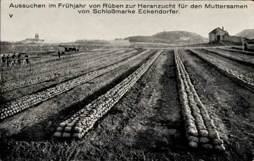 Ak Schloßmarke Eckendorfer, Aussuchen von Rüben zur Heranzucht für den Muttersamen