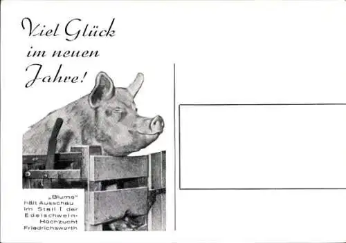 Ak Edelschwein-Hochzucht Friedrichswerth Thüringen, Schwein Blume, Fröhliches Neujahr