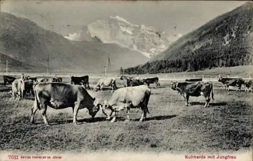 Ak Kanton Bern, Jungfrau, Kuhherde auf der Weide