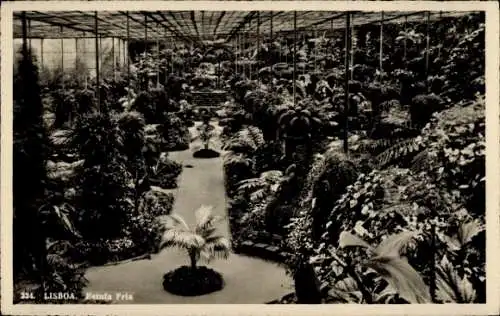 Ak Lisboa Lissabon Portugal, Estufa Fria, Botanischer Garten