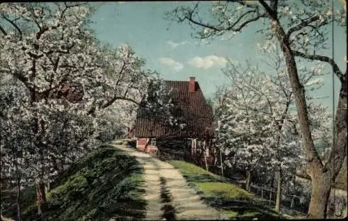 Ak Frühlingszeit, Baumblüte