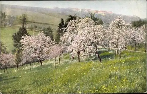 Ak Blühende Obstbäume auf einer Wiese
