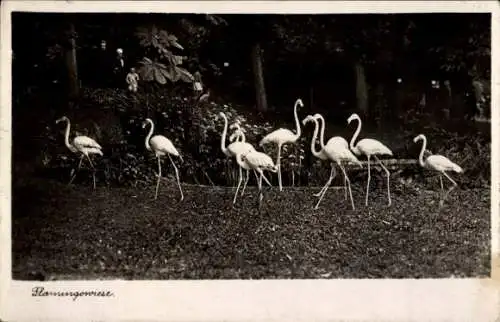 Ak Halle an der Saale, Zoologischer Garten, Flamingowiese
