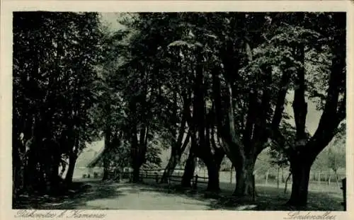 Ak Piskowitz Nebelschütz, Lindenallee