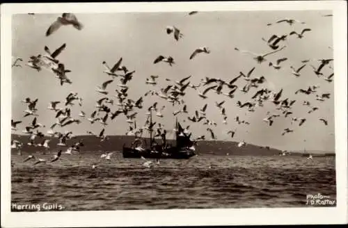 Ak Herring Gulls, Möwen im Flug
