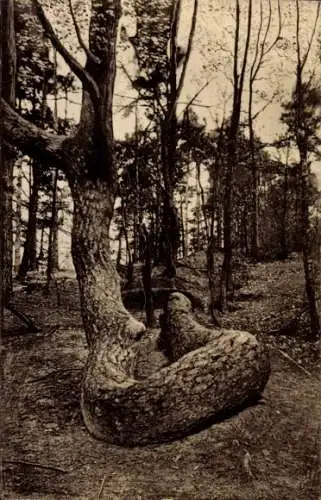 Ak Bendestorf am Kleckerwald in Niedersachsen, Verkrümmter Baum, Waldlandschaft, Schwarz-Weiß Fot
