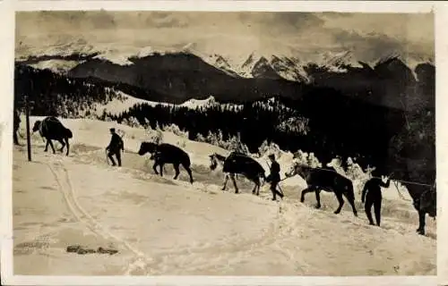 Ak Karpaty Karpaten Polen, Lasttierkolonne im Schnee