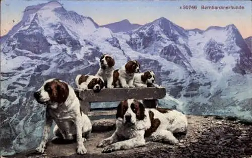 Ak Bernhardinerhunde auf einer Bank vor verschneiten Bergen.