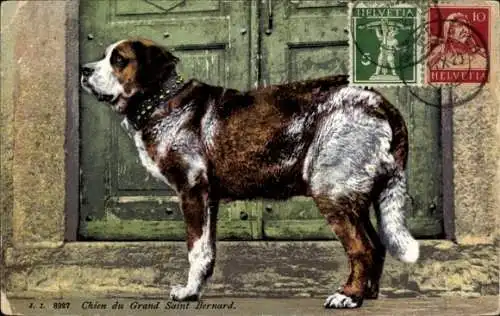 Ak Bernhardiner, Chien du Grand Saint Bernard
