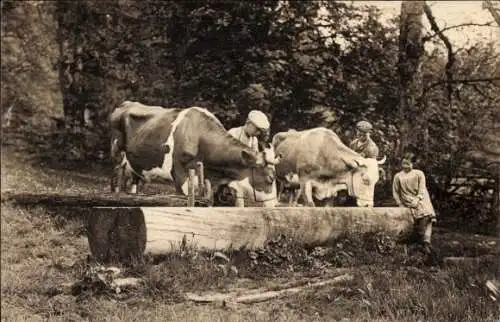Ak Kühe an der Wasserstelle, Vaches