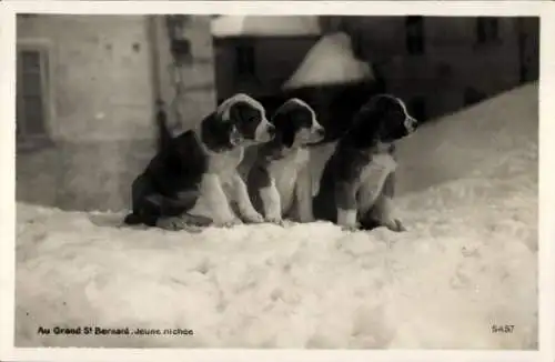 Ak Drei Bernhardiner Welpen im Schnee