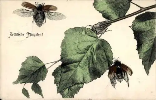 Ak Glückwunsch Pfingsten, Maikäfer