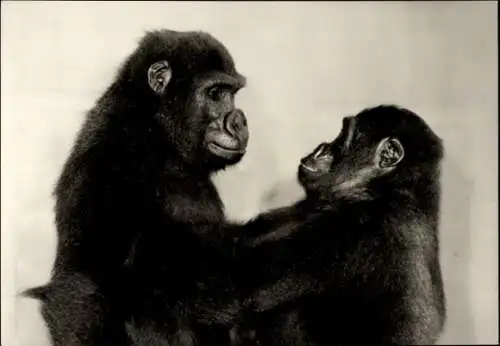 Ak Berlin Tiergarten, Zwei Gorillas, Kama und Raffa, Portraits, Tierpark  Foto von Budich