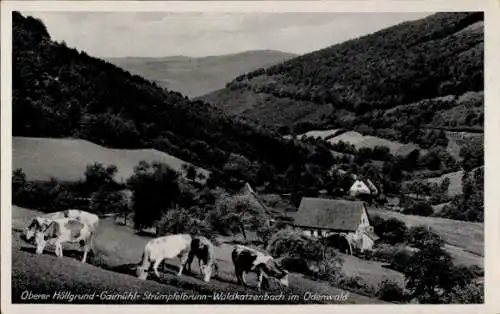 Ak Waldkatzenbach Waldbrunn im Odenwald, Oberer Höllgrund, weidende Kühe, Gaimühl, Strümpelbrunn