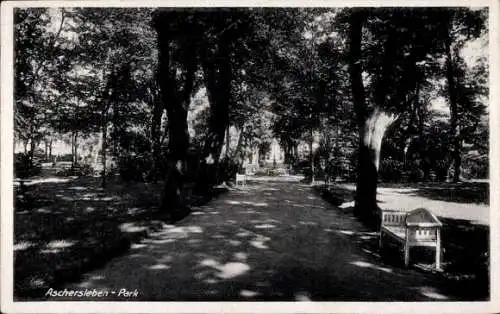 Ak Aschersleben im Salzlandkreis, Parklandschaft, lange Allee, Bänke, Schattenplätze