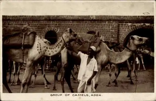 Ak Aden Jemen, Group of Camels, Kamele