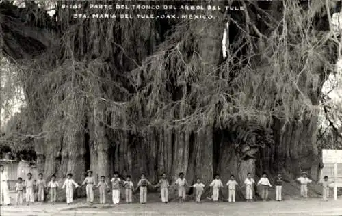 Ak Mexiko, Parte del Tronco del Arbol del Tule