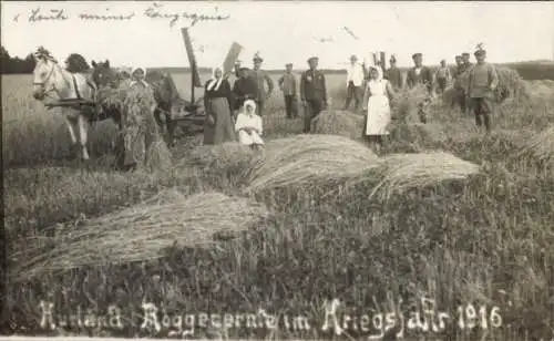 Foto Ak Kurland Lettland, Roggenernte, Bauern, Kriegsjahr 1916, Soldaten