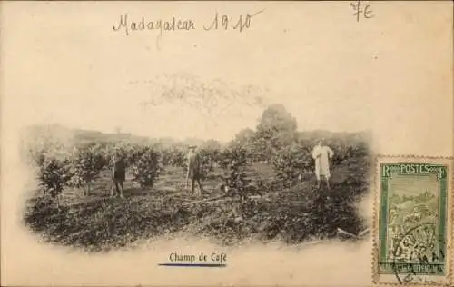 Ak Madagaskar Madagascar, Champ de Café, historische Aufnahme, Kaffeepflanzen, Personen im Feld