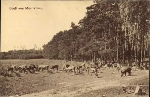 Ak Moritzburg in Sachsen, Gruß aus  viele Tiere auf der Wiese, Wald im Hintergrund