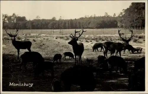 Ak Moritzburg in Sachsen, Rehe, Wildschweine, Waldlandschaft, Moritzburg