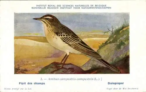 Künstler Ak Dupond, Hub., Anthus campestris campestris, Duinpieper Nr. 2