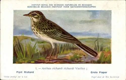 Künstler Ak Anthus richardi richardi Vieillot, Spornpieper