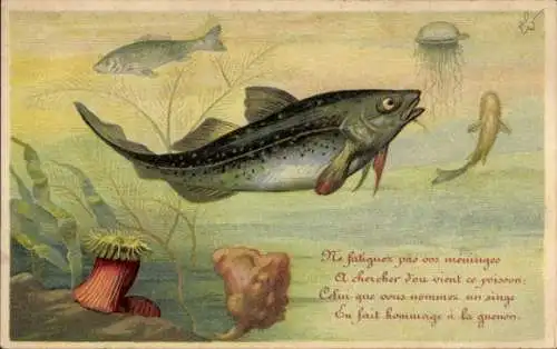 Ak Tierwelt im Wasser, Fische, Qualle