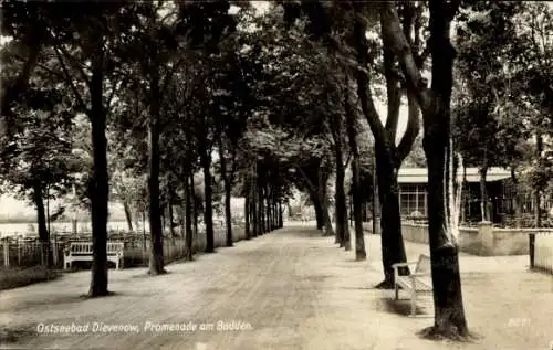 Ak Dziwnów Ostseebad Dievenow Pommern, Promenade am Bodden, Bäume, Spazierweg, Bänke