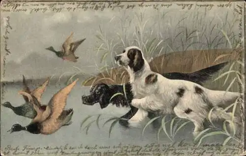 Ak Hunde jagen Enten
