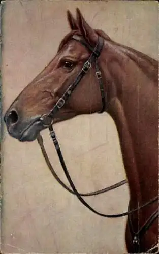 Ak Seitenportrait eines Pferdes